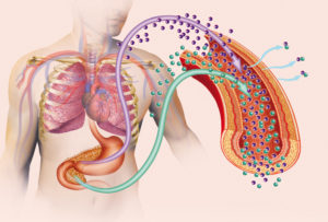Sensibilidad y resistencia a la insulina ¿Qué es?